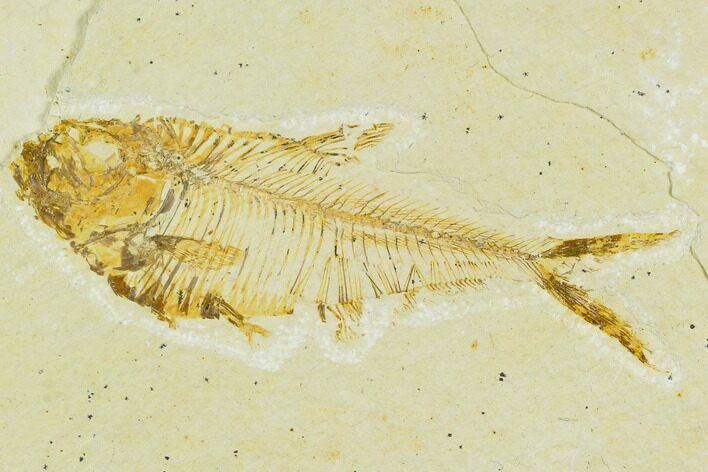 Bargain, Fossil Fish (Diplomystus) - Green River Formation #120497